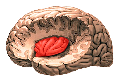 185 damasio insula cerebro social
