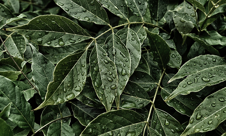 ¿Vacunas comestibles? El potencial de la agricultura molecular