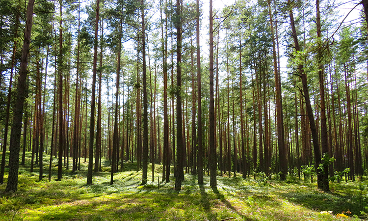 Reforestaciones, una inversión con un triple impacto