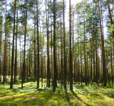 Reforestaciones, una inversión con un triple impacto