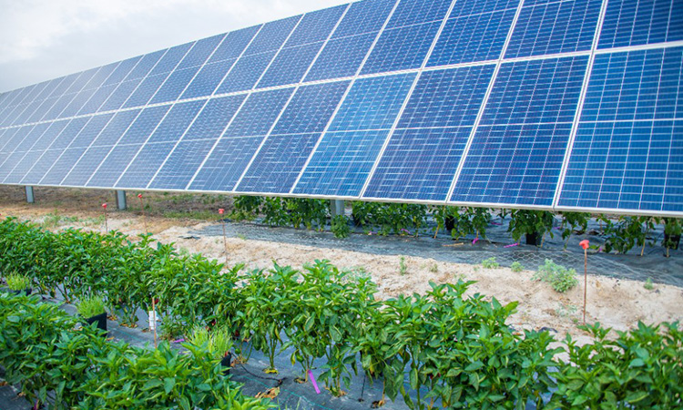 Endesa alcanza en julio el primer TWh de producción solar en España