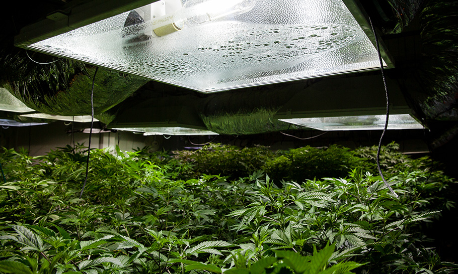Plantaciones de marihuana, adictas al robo eléctrico