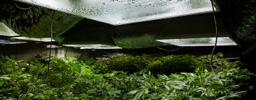Plantación de marihuana sofisticada