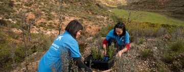 Voluntarios de CaixaBank reforestando un terreno